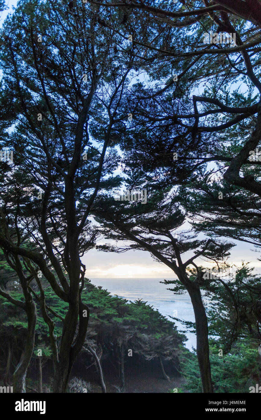 Trees on hill near ocean Stock Photo