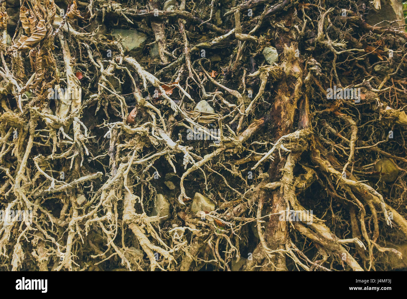 Node In Roots A groundwork of roots with nodes and internodes creating a nexus Stock ...
