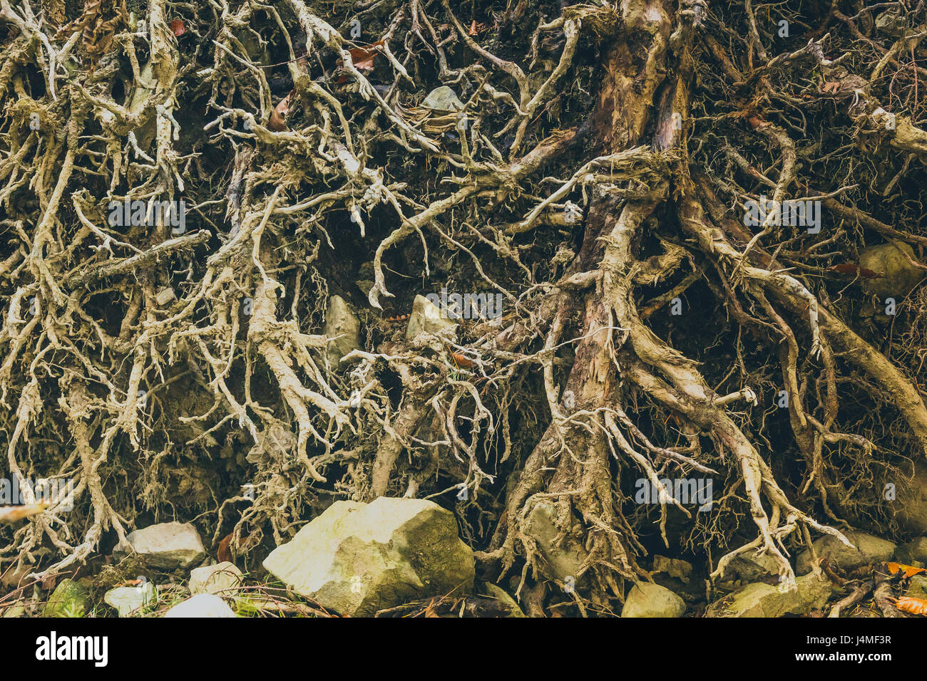 A groundwork of roots with nodes and internodes creating a nexus Stock ...