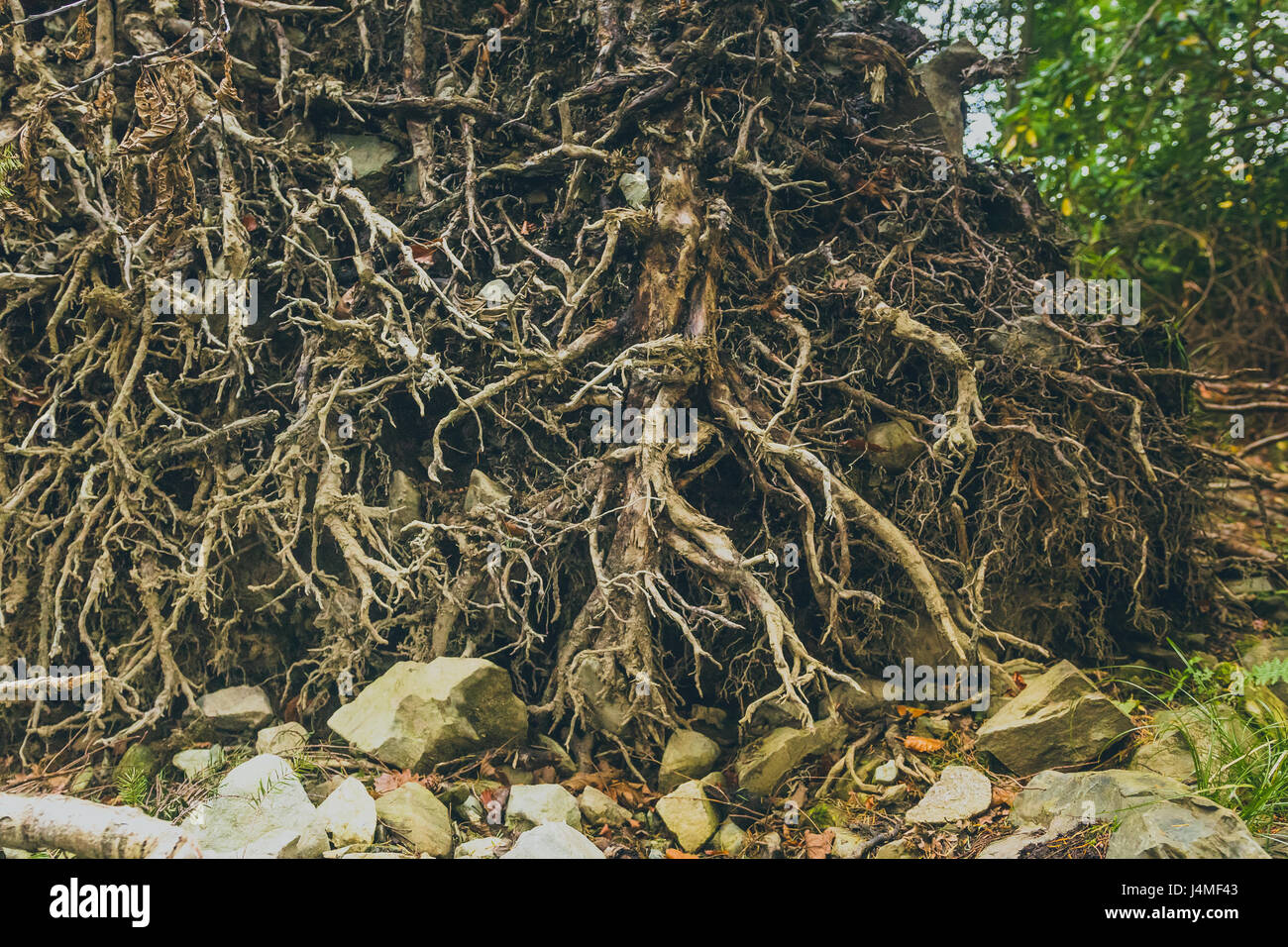 Node In Roots A groundwork of roots with nodes and internodes creating a nexus Stock ...
