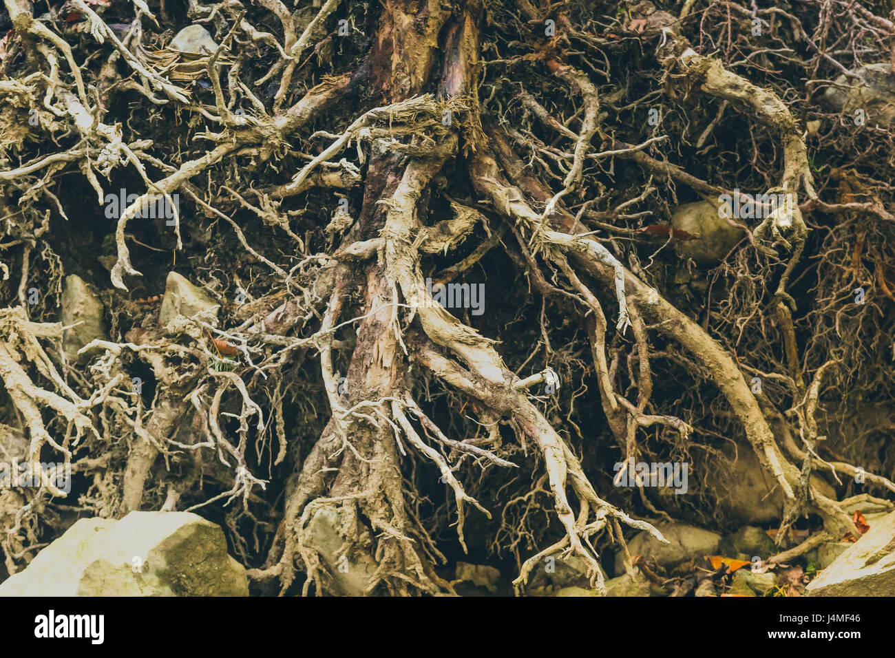 Node In Roots A groundwork of roots with nodes and internodes creating a nexus Stock ...