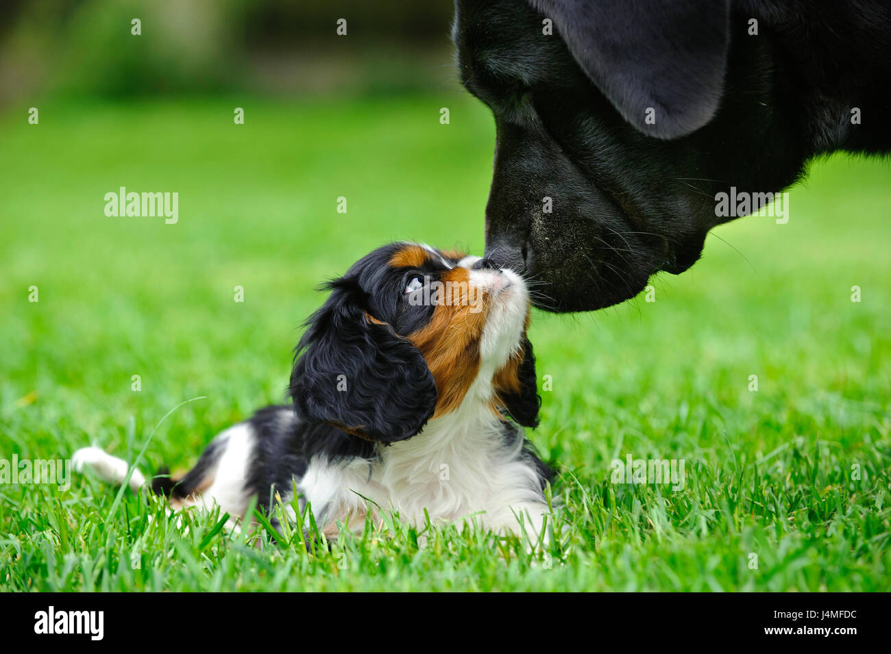 Cavalier King Charles spaniel puppy with adul labrador retriever in garden Stock Photo