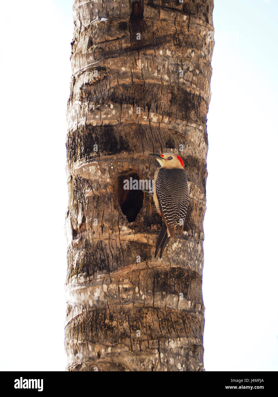 Woodpecker on a palm tree Stock Photo Alamy