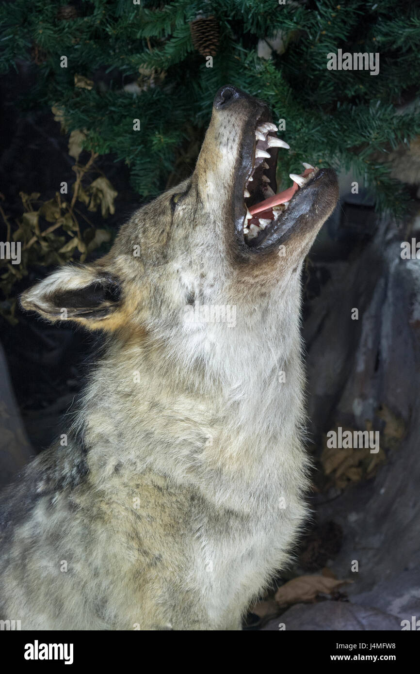 Stuffed wolf head. Wolf with bared teeth Stock Photo