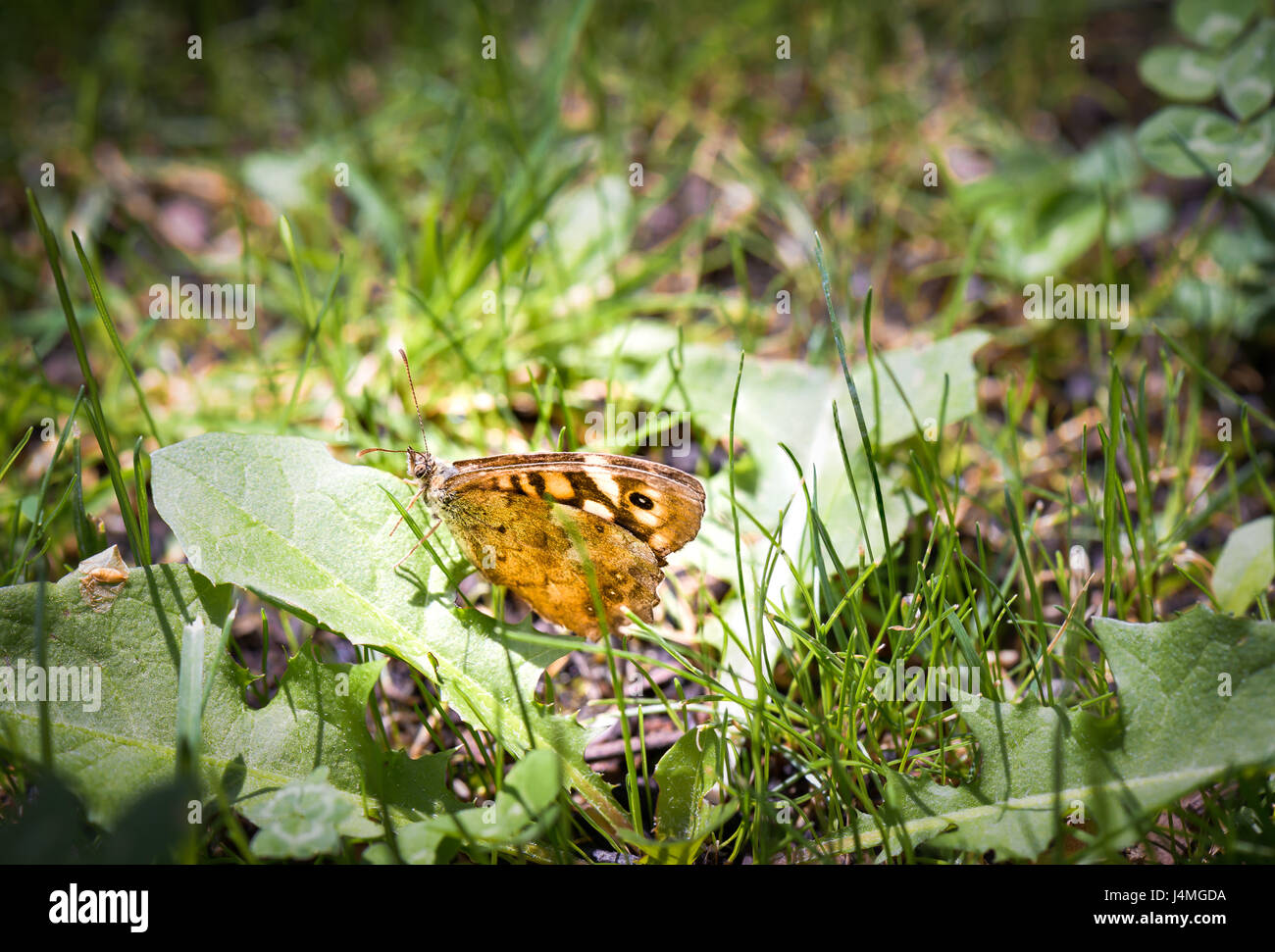 A nice butterfly resting on a leaf Stock Photo