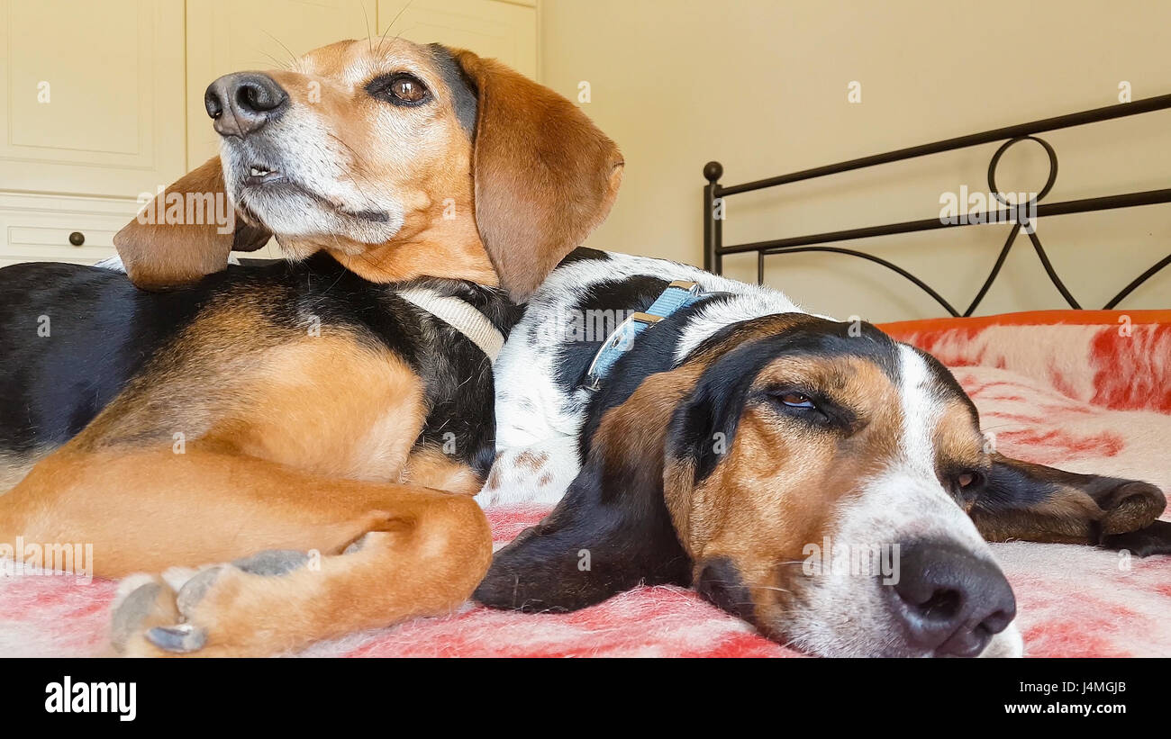 Dog couple sleeping on top of each other. A sweet moment of two cute ...