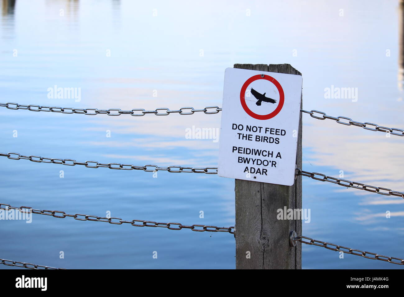 A Welsh and English 'don't feed the birds' sign, on a wooden post, with chain link fencing, and sunny reflections in water background Stock Photo