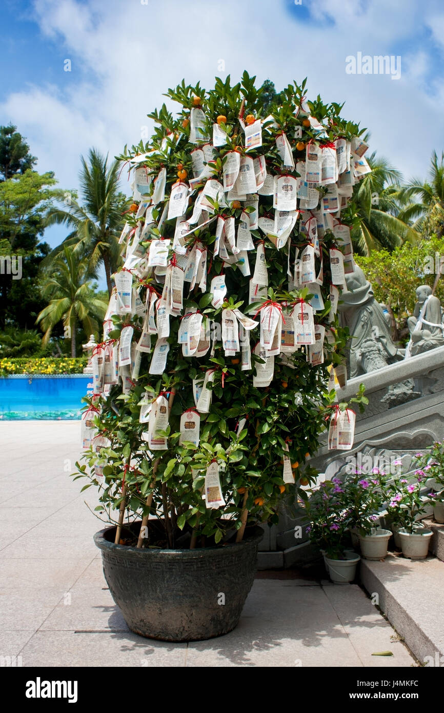 mandarin tree with ritual ribbons in the center of Buddhism Nanshan in Hainan Stock Photo