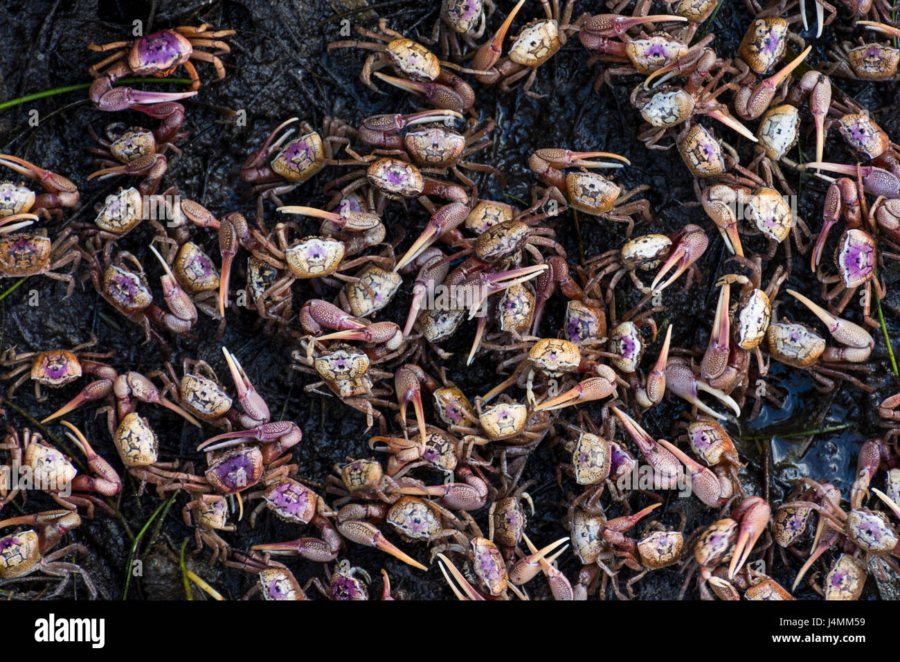Large group of Fiddler Crabs - Robinson Preserve, Florida, USA Stock Photo