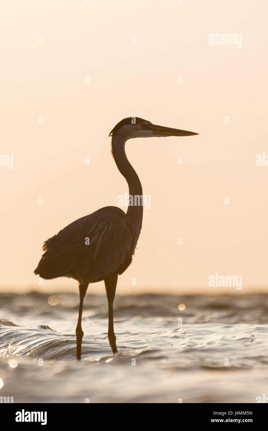 Great Blue Heron at Sunset - Beer Can Island, Longboat Key, Florida, USA Stock Photo