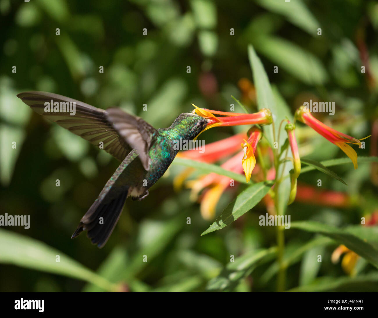 Hummingbird in Flight Stock Photo