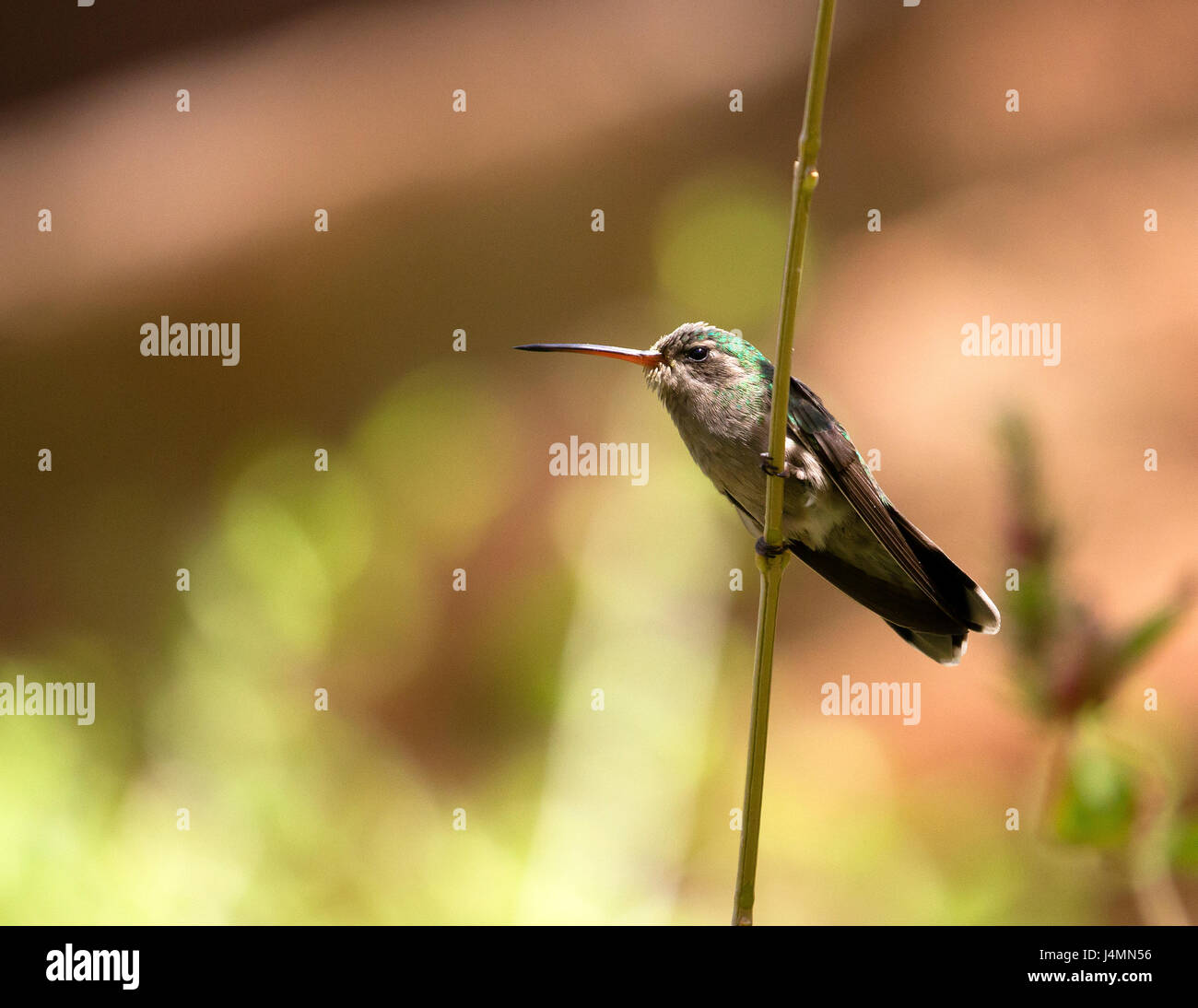 Costa's Hummingbird Stock Photo