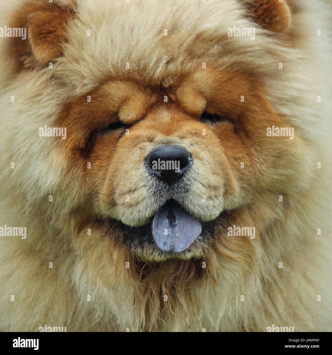 Page 2 Pedigree Chow High Resolution Stock Photography And Images Alamy