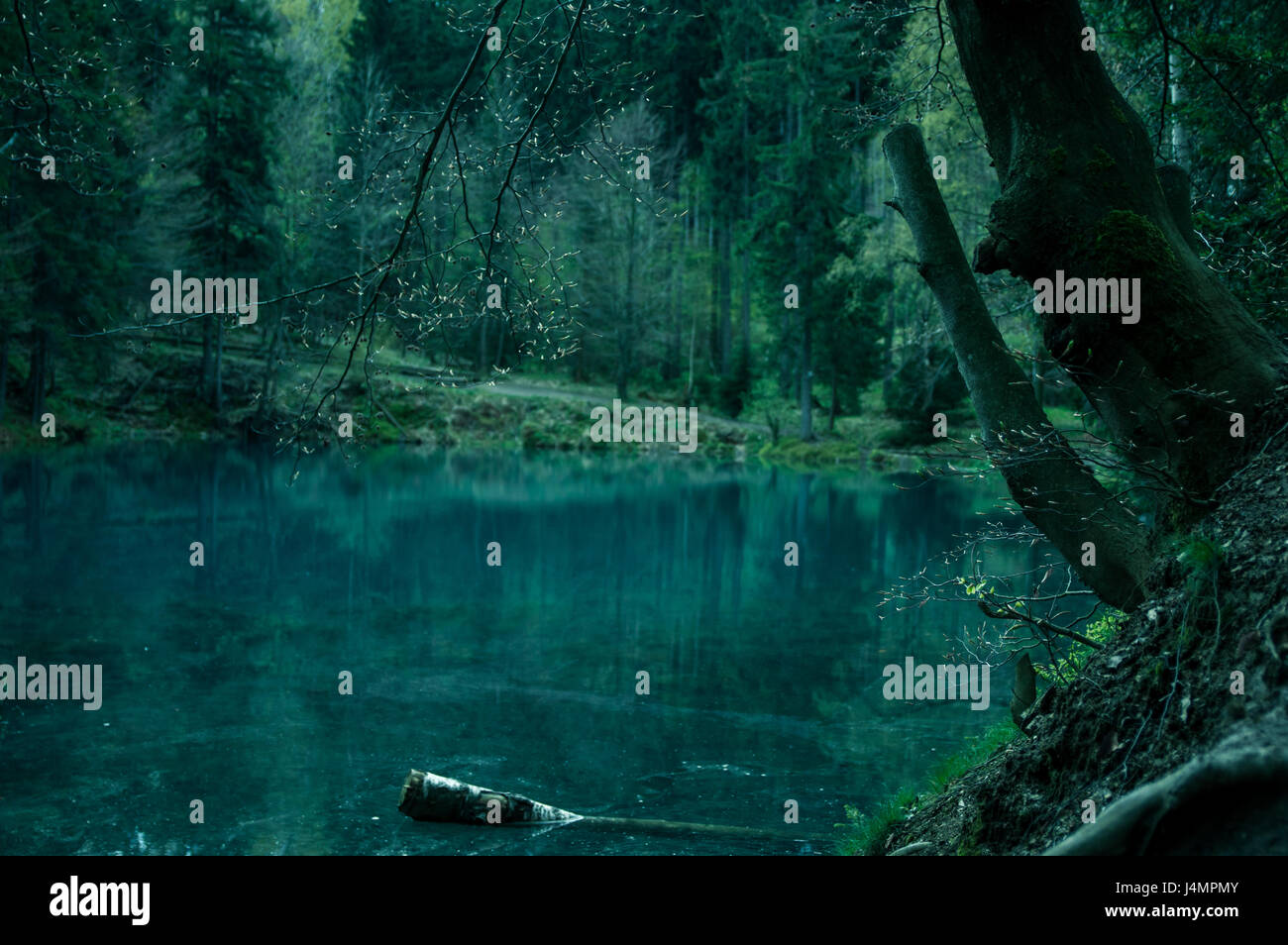 Magical Pond In Mysterious Forest Stock Photo Alamy Magical Pond In Mysterious Forest Stock Photo Alamy