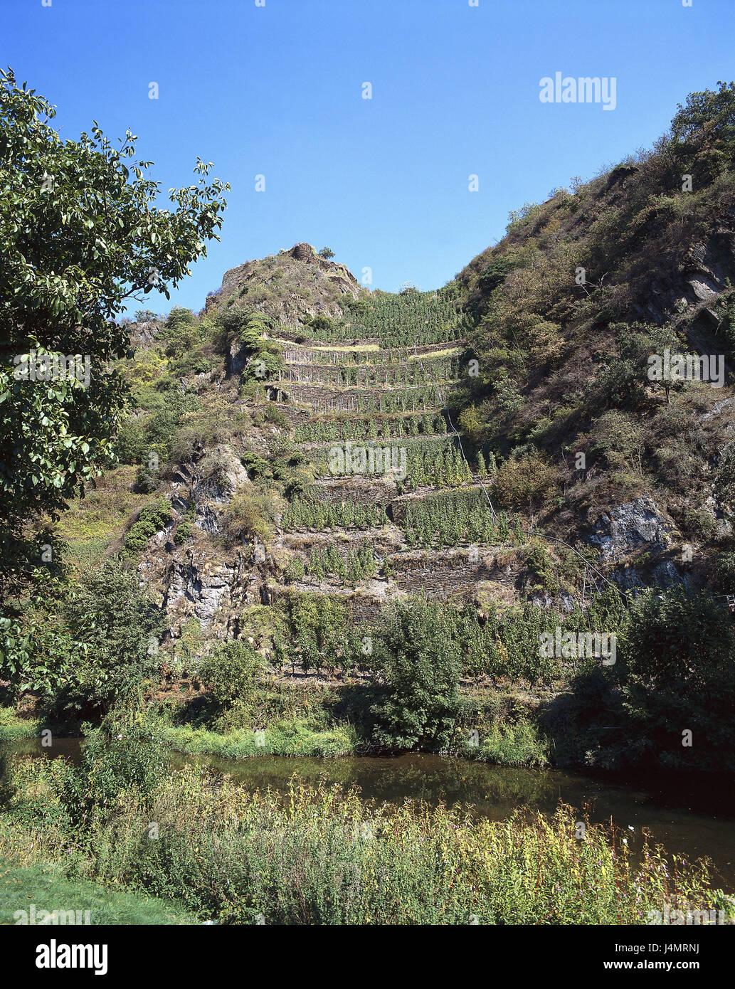 Germany, Rhineland-Palatinate, Eifel, Mayschoß, vineyard Europe, basin ...