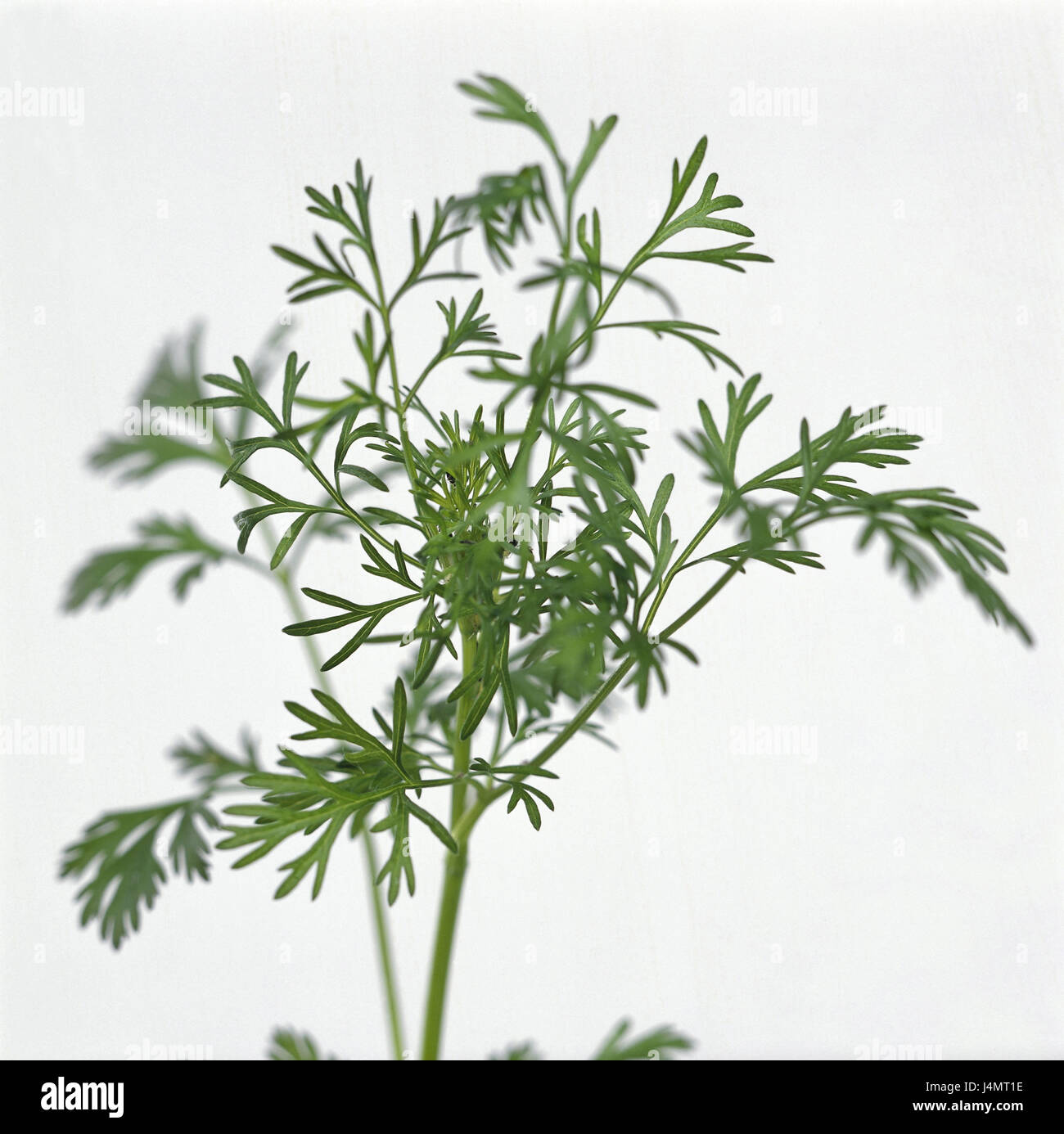 Leaf coriander, Coriandrum sativum, detail plant, medicinal plants