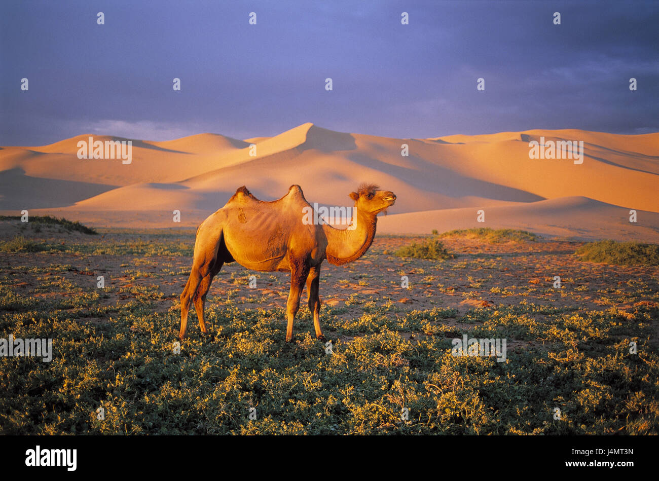 Mongolia, Ömnögov, desert Gobi, camel, Camelus ferus, at the side, evening light Asia, scenery, national park, Khongoryn of el dunes, Sand dunes, dune scenery, desert, animals, animal, mammals, mammal, blockhead animals, blockhead animal, Zweihöckriges camel, cloven-hoofed animal, Schwielensohler, food search, outside Stock Photo