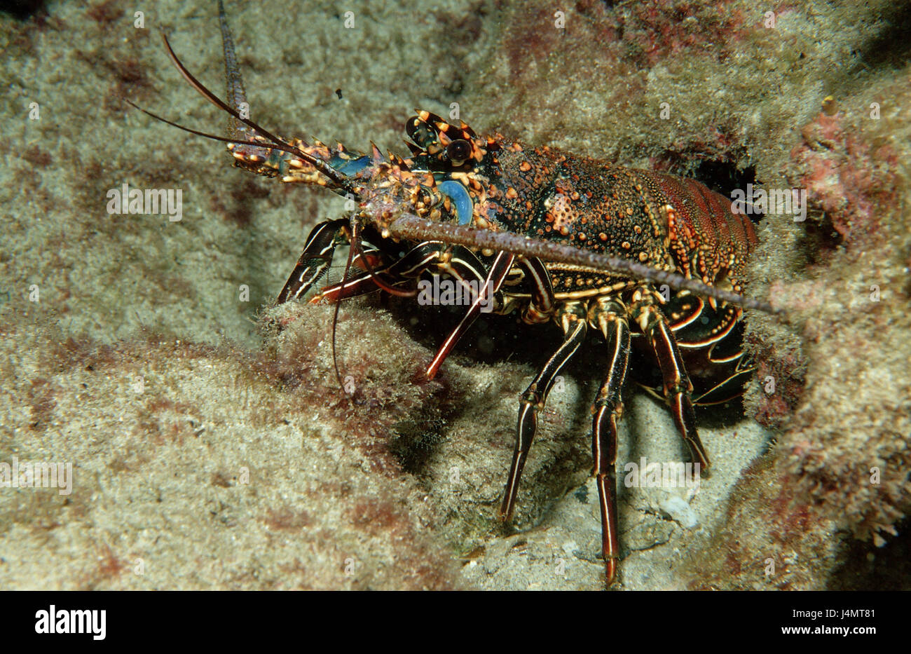 King's crawfish, Panulirus regius Stock Photo