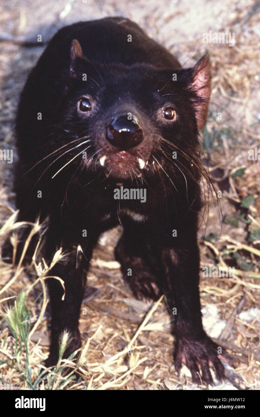 Tasmanian devil, Sacrophilus harrisi Australia, Phillip Island