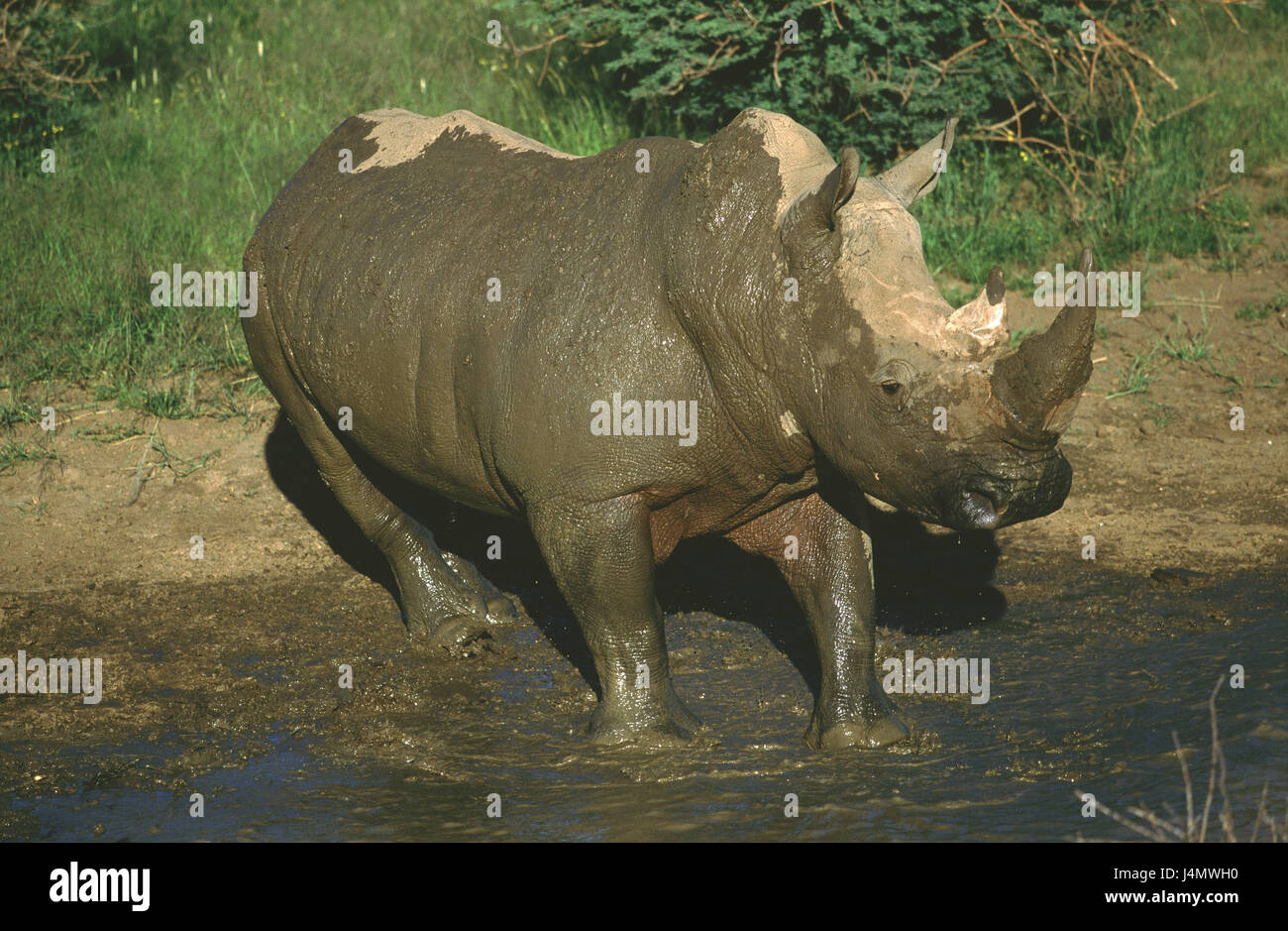 Namibia, Mount Etjo safari lodge, wide lip rhinoceros, Ceratotherium simum, water hole, bathe