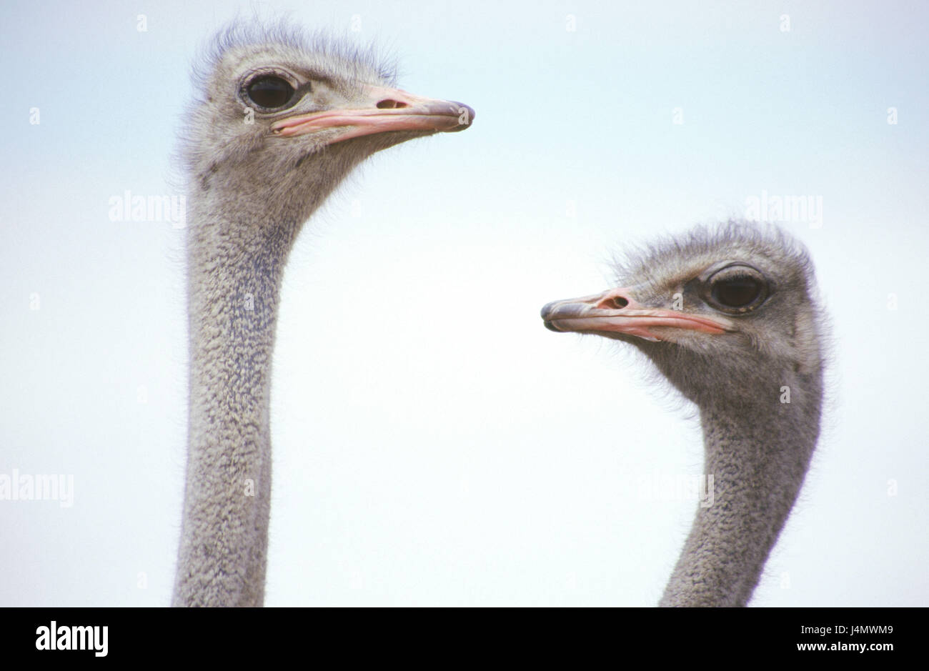 Ansichtskarte l'autruche joyeux lachender Vogel Strauß smiling ostrich 