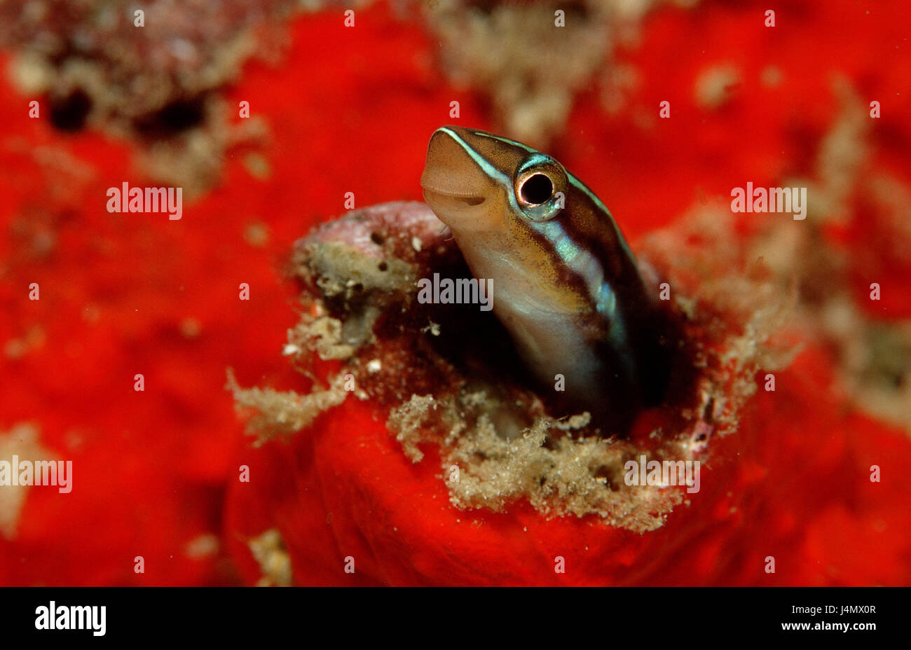 Mucus Fish High Resolution Stock Photography and Images Alamy