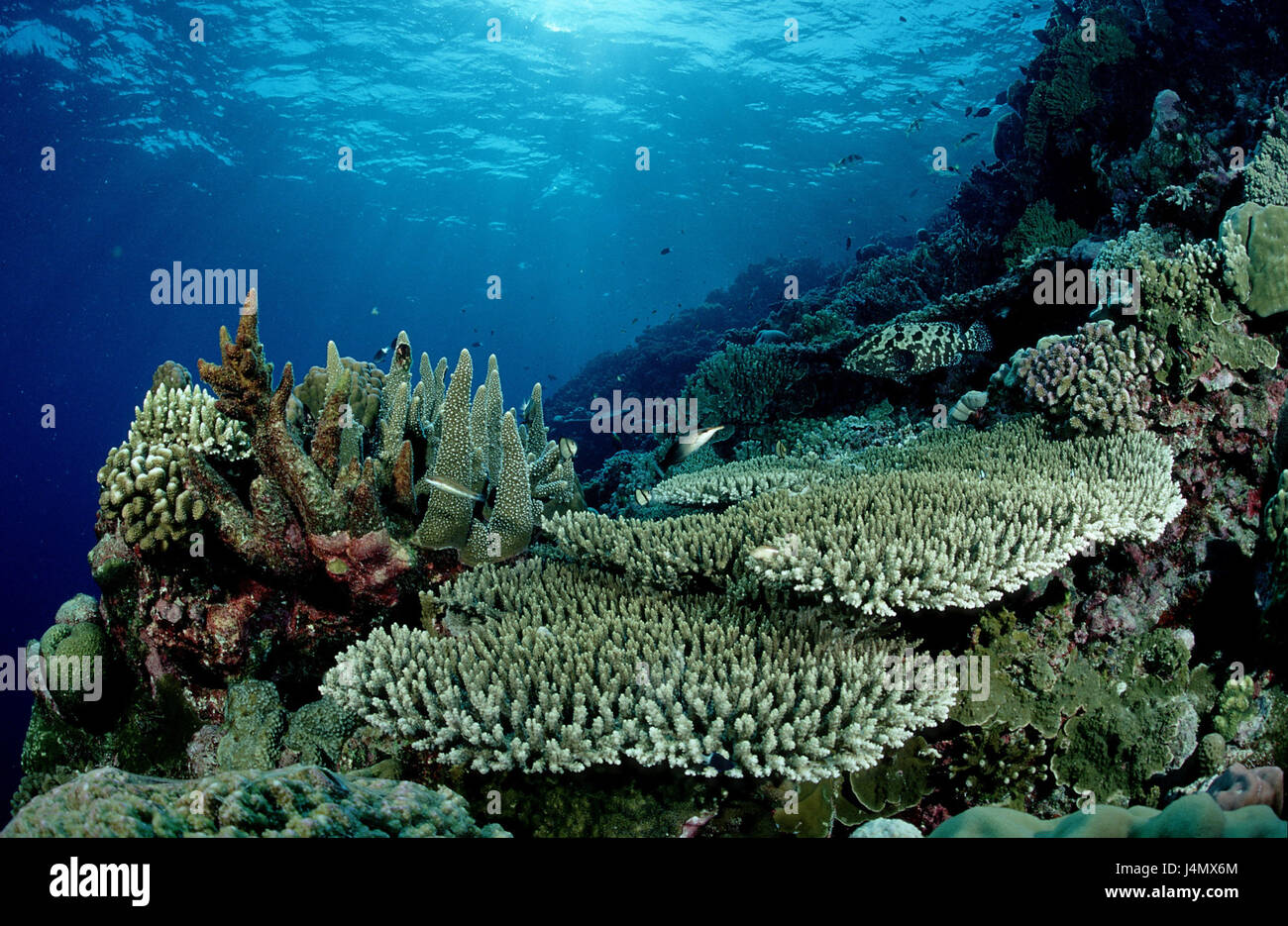 Coral reef, stone corals, Madreporaria, Acropora Stock Photo - Alamy