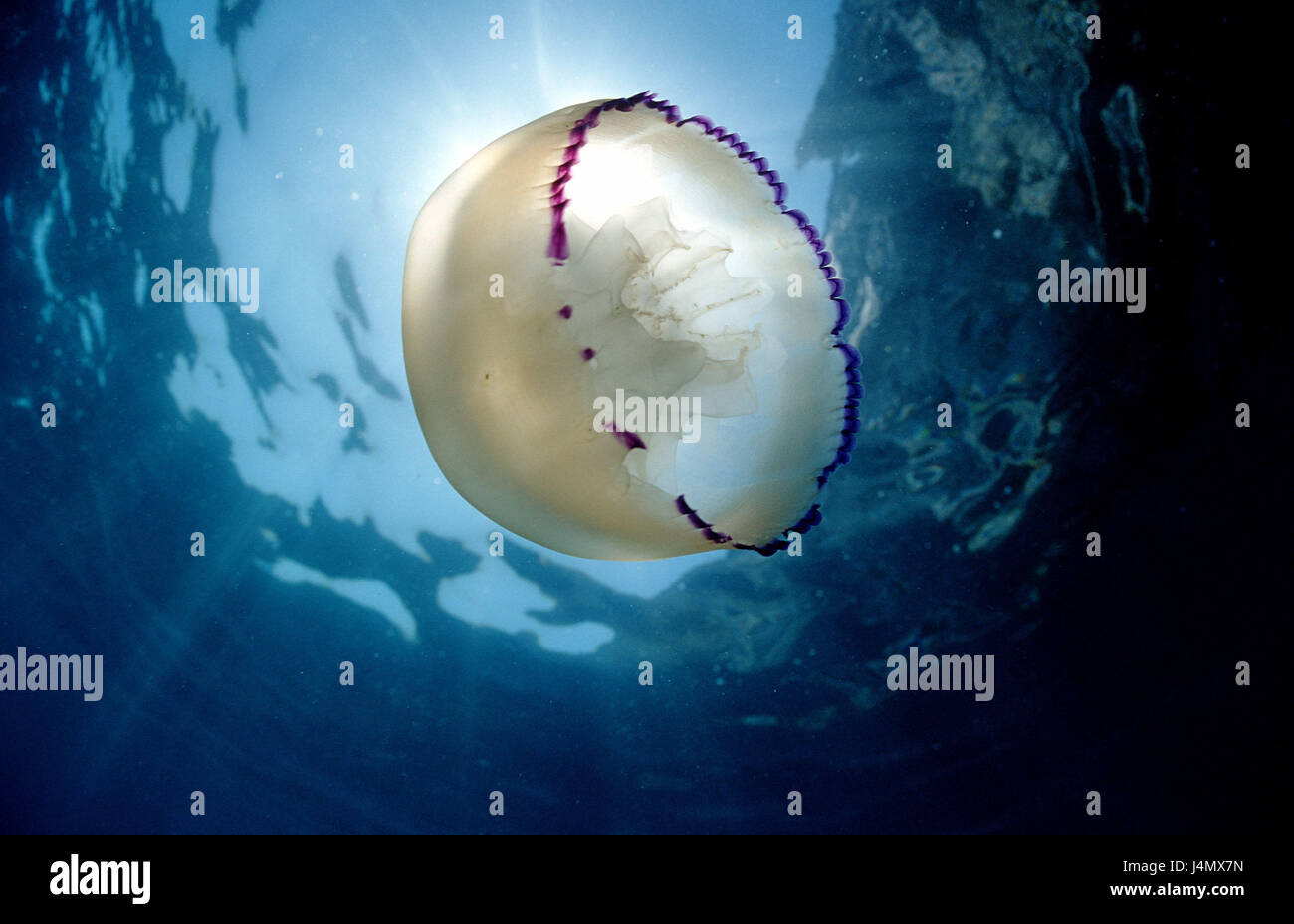 Lung jellyfish, Rhizostoma lung Stock Photo Alamy