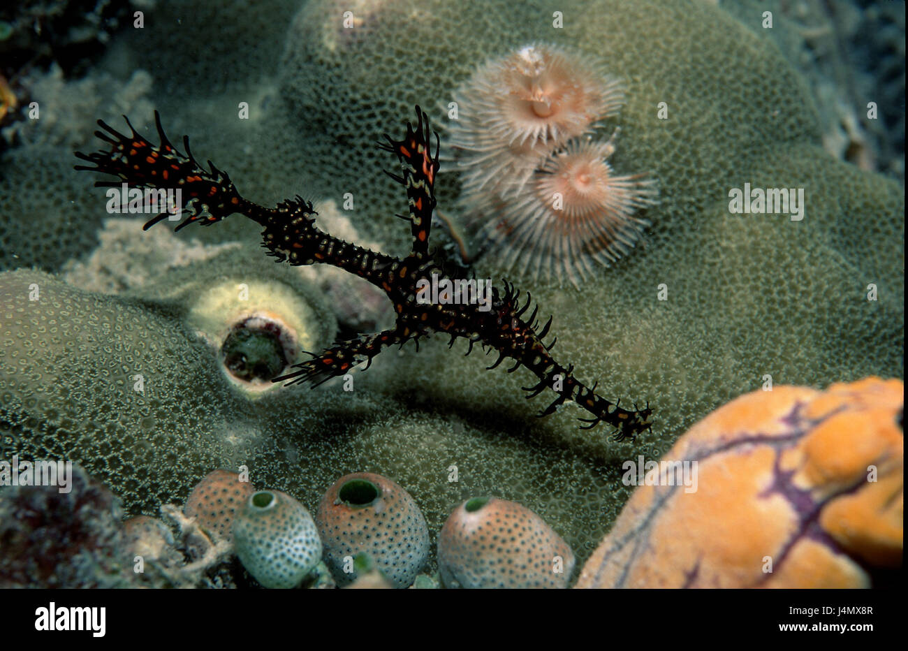 Harlequin-mind whistle fish, Solenostomus paradoxus, corals, sea anemones Stock Photo