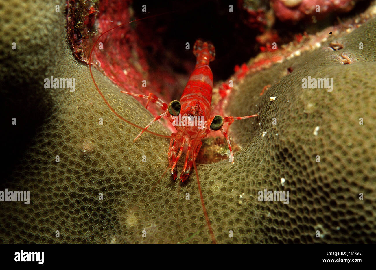 Wet dance shrimp, Cinetorhynchus reticulatus Stock Photo