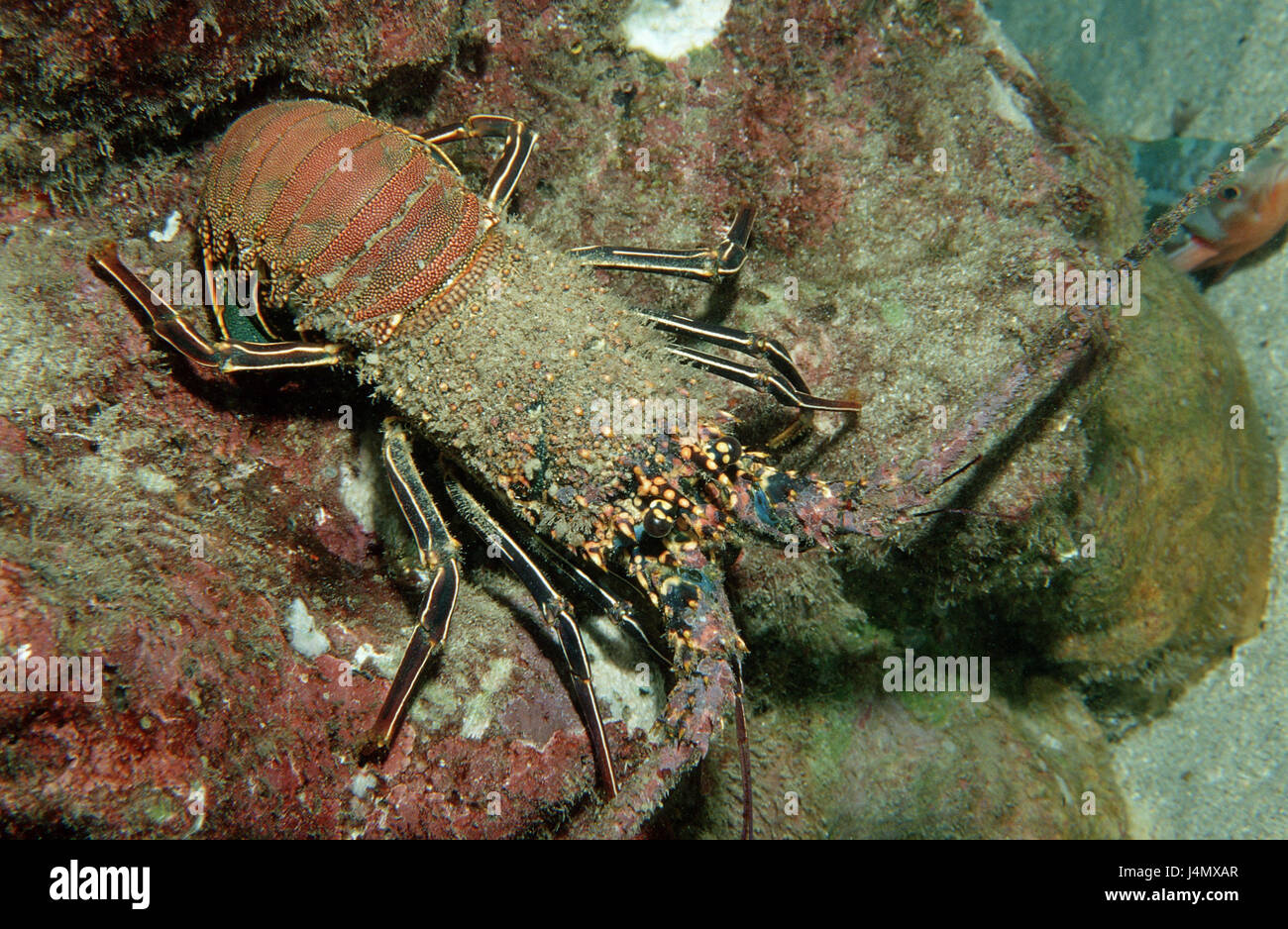 Crawfish dip hi-res stock photography and images - Alamy