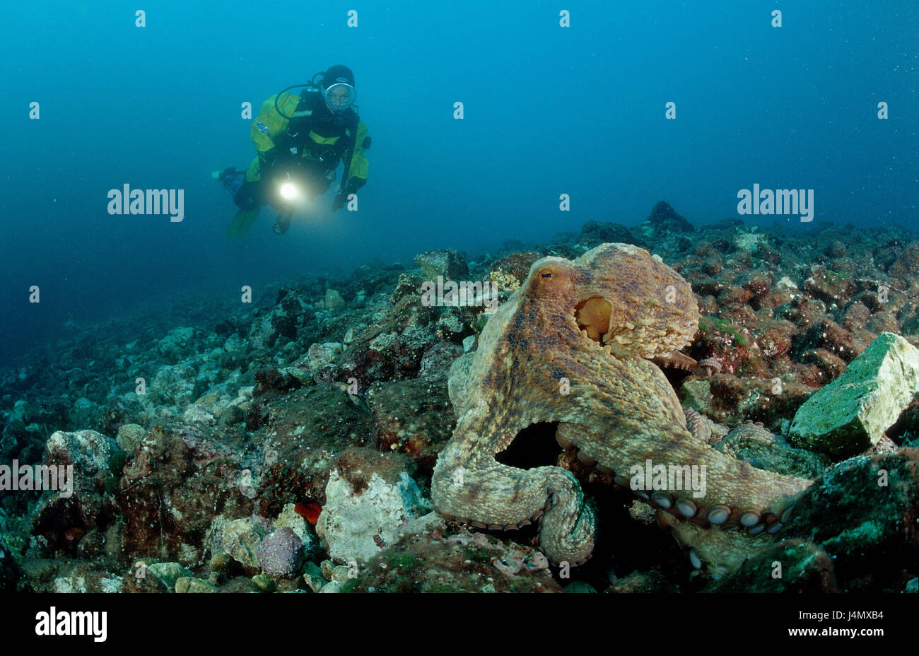 Common octopus, Octopus vulgaris, diver Stock Photo Alamy