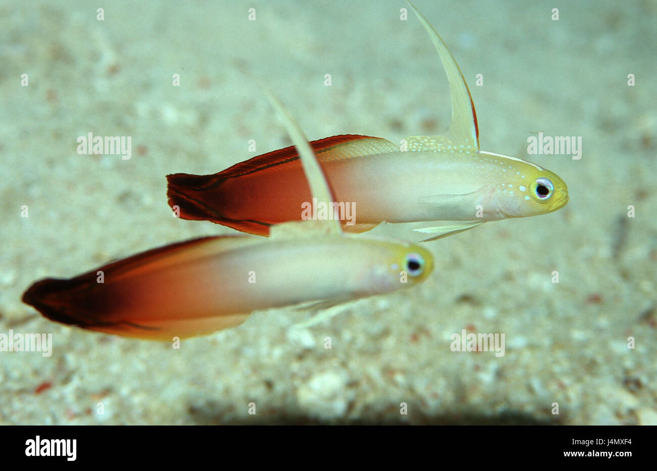 Feuer-Schwertgrundeln, Nemateleotris magnifica, in pairs, Stock Photo