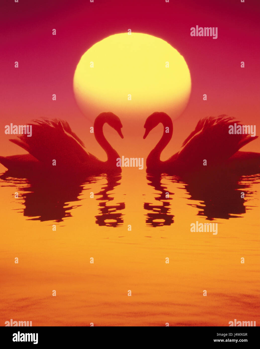 Water, swans, sundown, icon, love, romanticism lake, animals, couple, swan couple, towards, necks, heart form, partnership, loyalty, silence, rest, poetry, together, together, togetherness, romance, luck, harmony, romantically, atmospheric, feeling, emotion, evening light, time of day, the sun, evening, evening tuning, evening sun, morning, sunrise, tuning, colour tuning, colour orange, BT, [M] Stock Photo