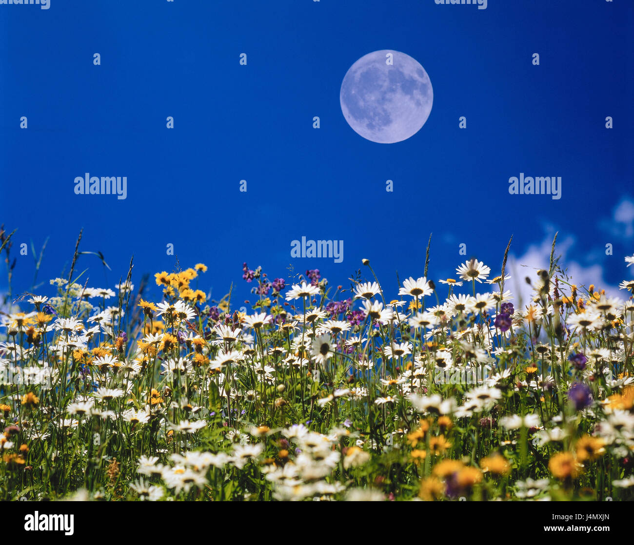 Flower meadow, sky, full moon meadow, margin rites, summer meadow, margin rite meadow, flowers, white, yellow, summer, summer flowers, mountain pasture, nature, natural light, tag, time of day, moon, planet, unusually, phase of the moon, season, sunshine, blue, [M] Stock Photo