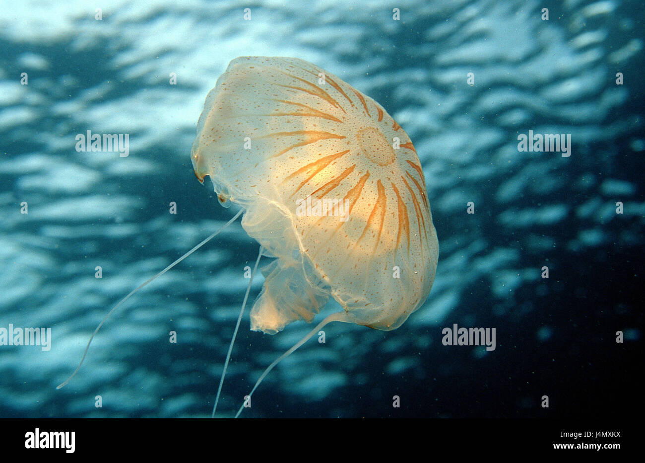 Lung jellyfish, Rhizostoma lung Stock Photo Alamy