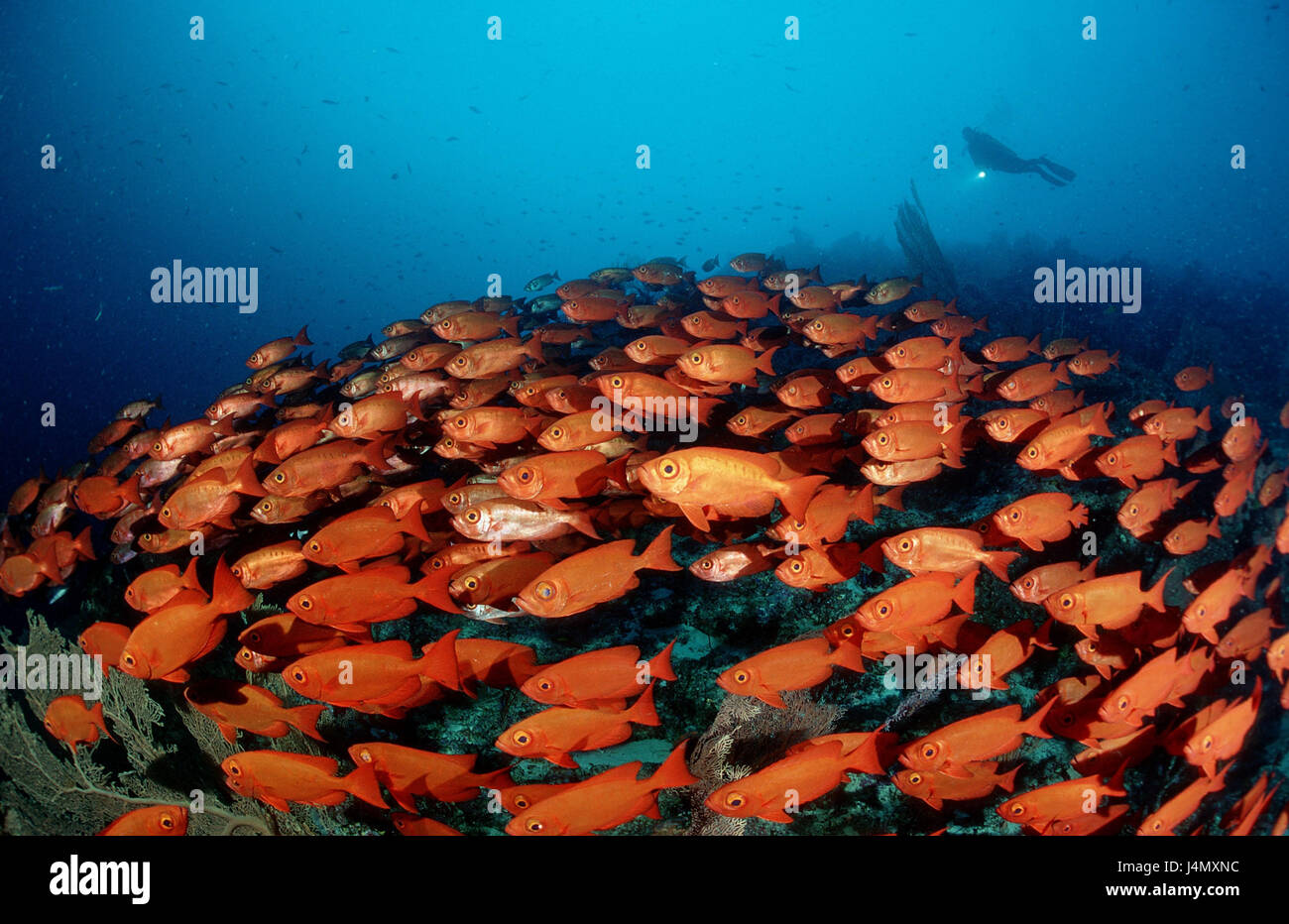 Fish dream, gross suction perches, Priacanthus hamrur, divers Stock