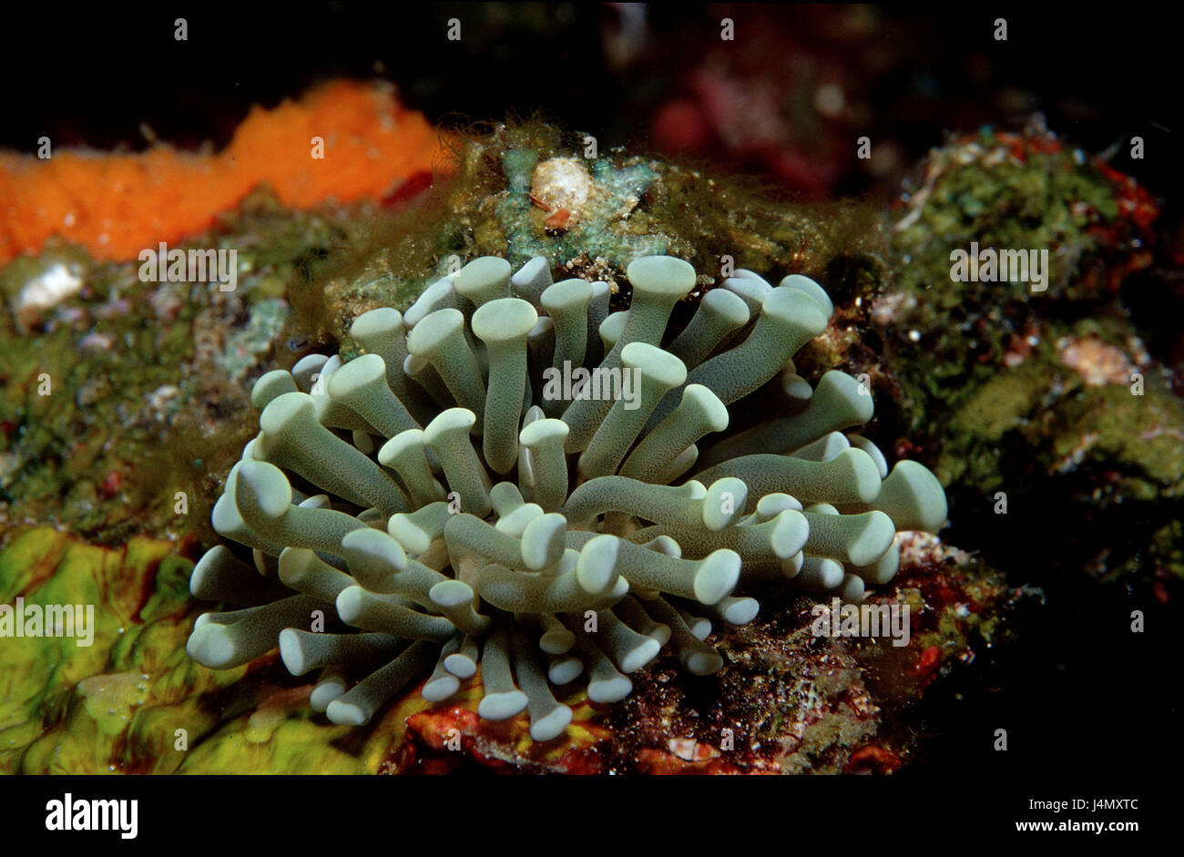 Coral reef, anemone, Heteractis sp. Stock Photo