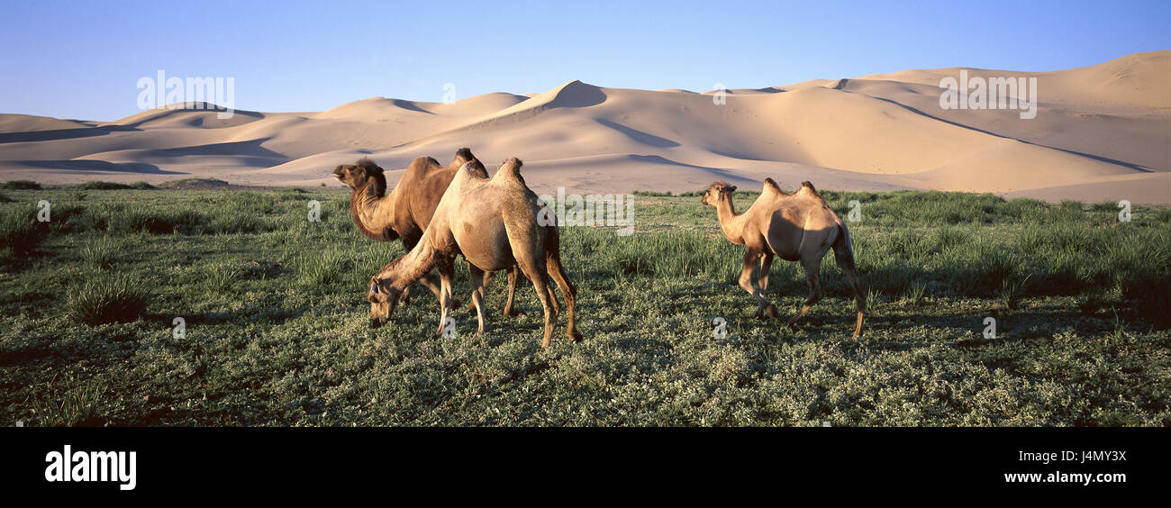 Mongolia, province of Ömnögovi, desert Khongryn dunes, meadow, camels, food search Central Asia, wild scenery, Sand dunes, Sand, steppe, meadowland, animals, Schwielensohler, cloven-hoofed animals, mammals, blockhead animals, eat, scenery, rest, silence, width, seclusion, picturesquely, Idyll Stock Photo