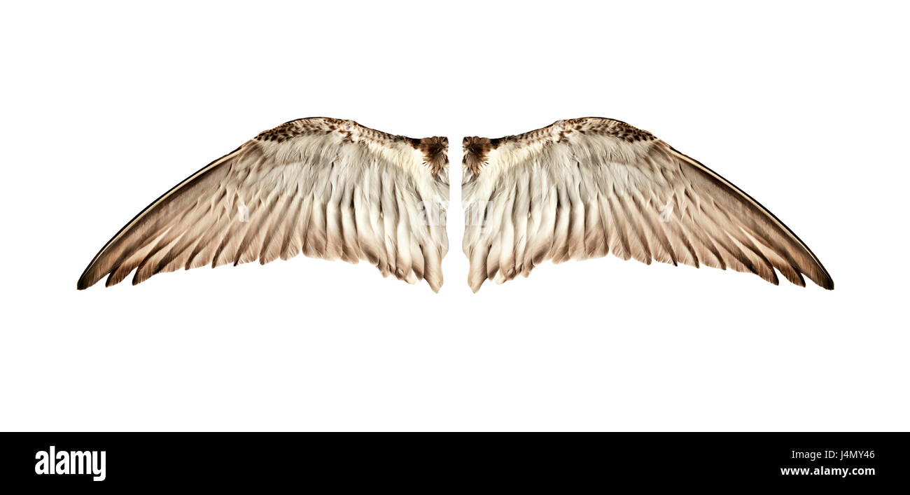 Pair of natural bird wings from inside view Stock Photo