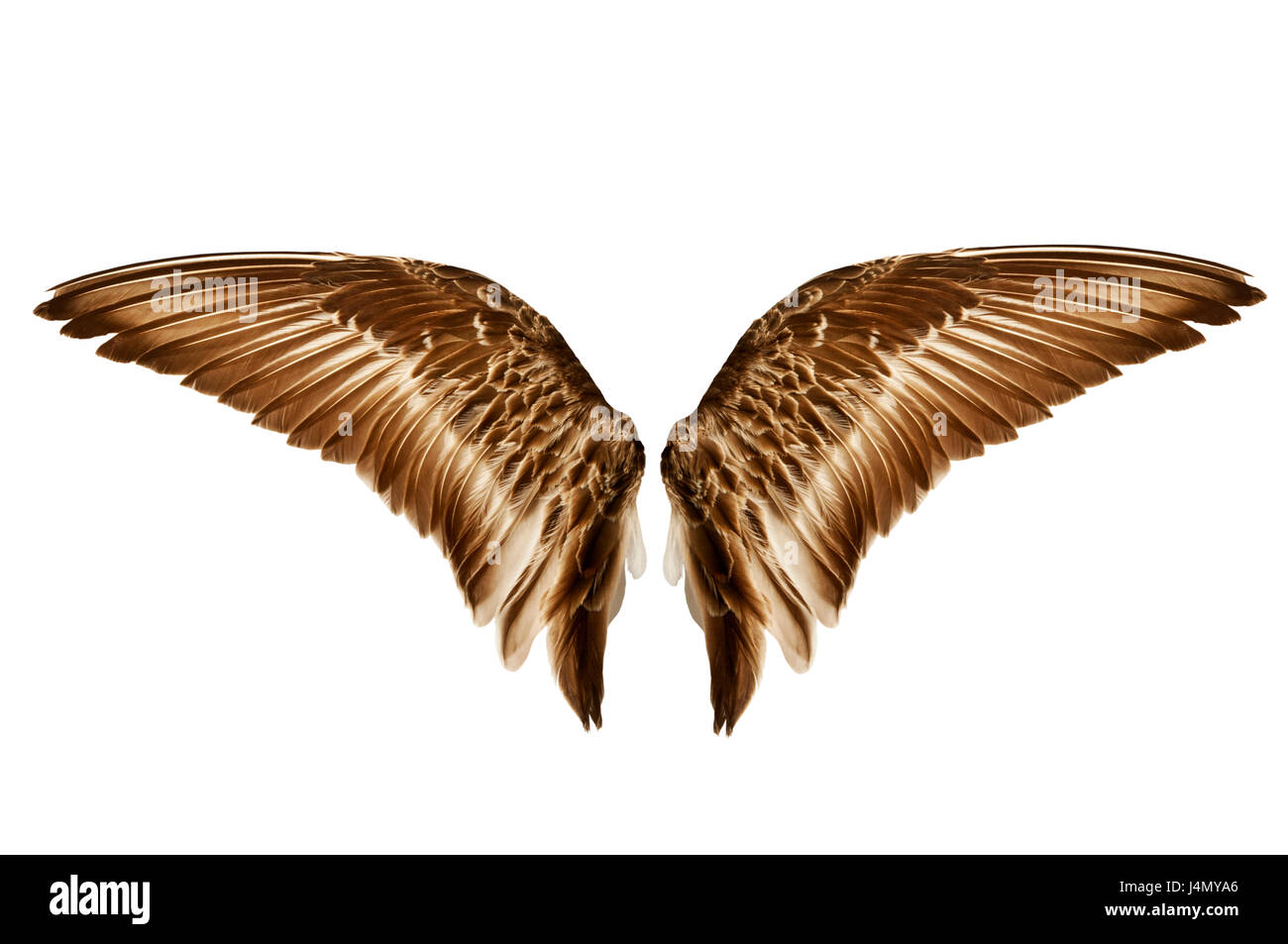 Pair of natural sandpiper bird wings from outside view Stock Photo - Alamy