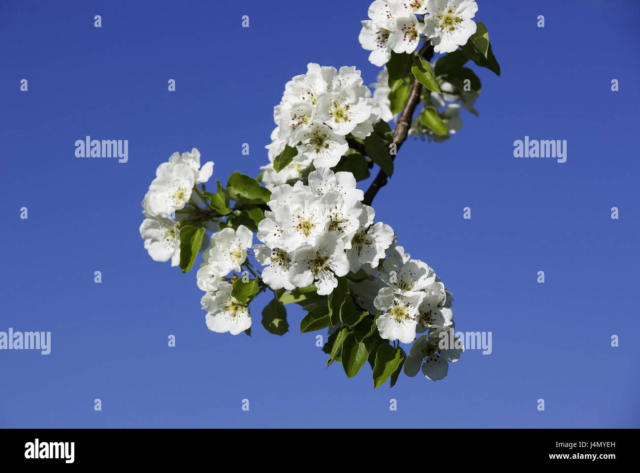 Pear tree, flowering branch, nature, plants, tree, fruit-tree, fruit juice pear, Pyrus, branch, blossoms, blossom, white, fruit blossom, sky, blue, spring, May, medium close-up, Stock Photo