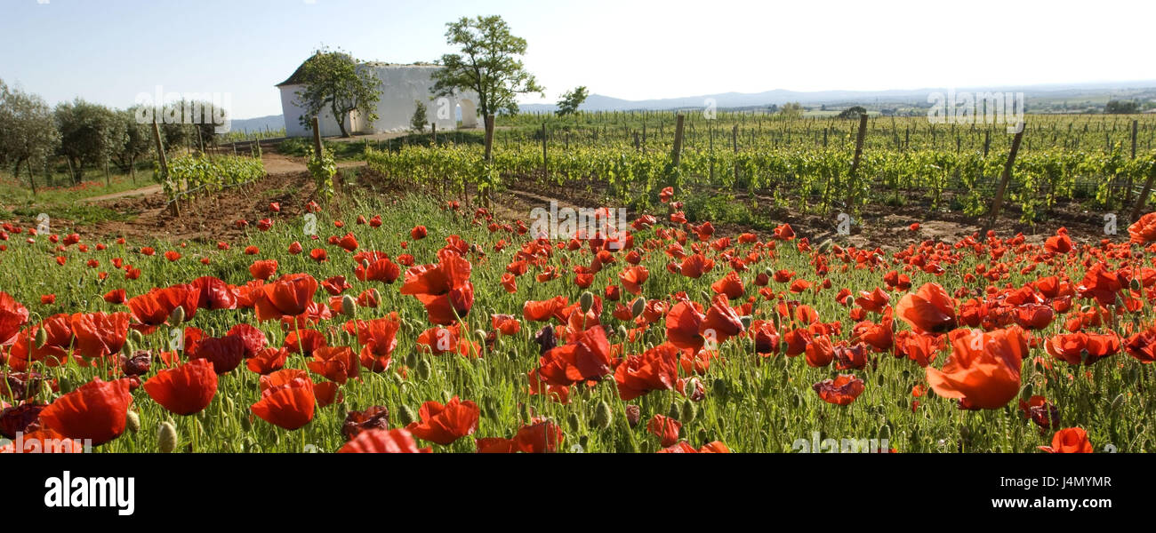 Vineyard, poppy seed, house, Estremoz, Alentejo, Portugal Stock Photo Alamy