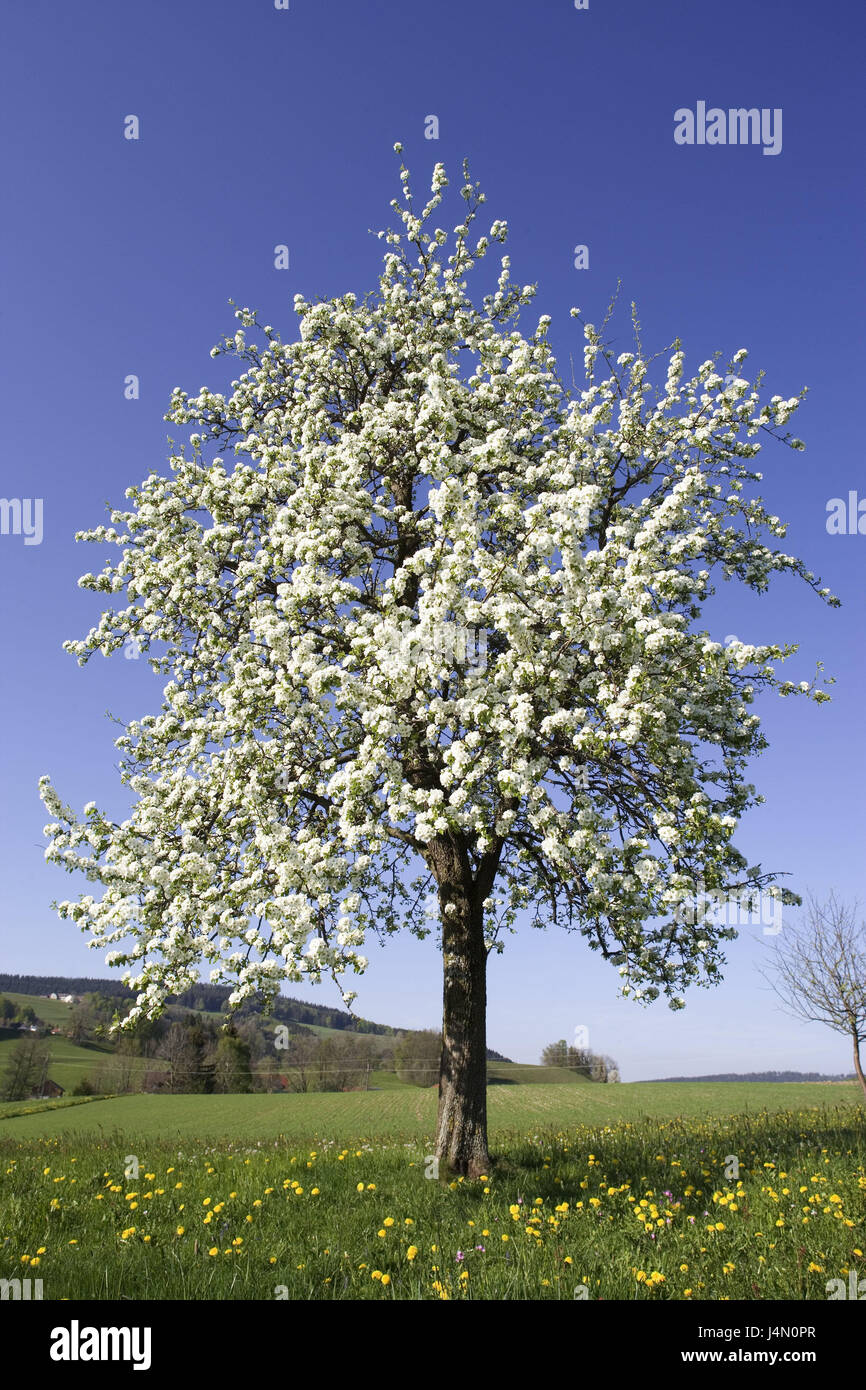 Meadow, pear tree, blossom, spring, nature, plants, tree, fruit-tree, fruit juice pear, Pyrus, blossoms, blossoming, white, fruit blossom, sky, blue, spring, May, hill, Stock Photo