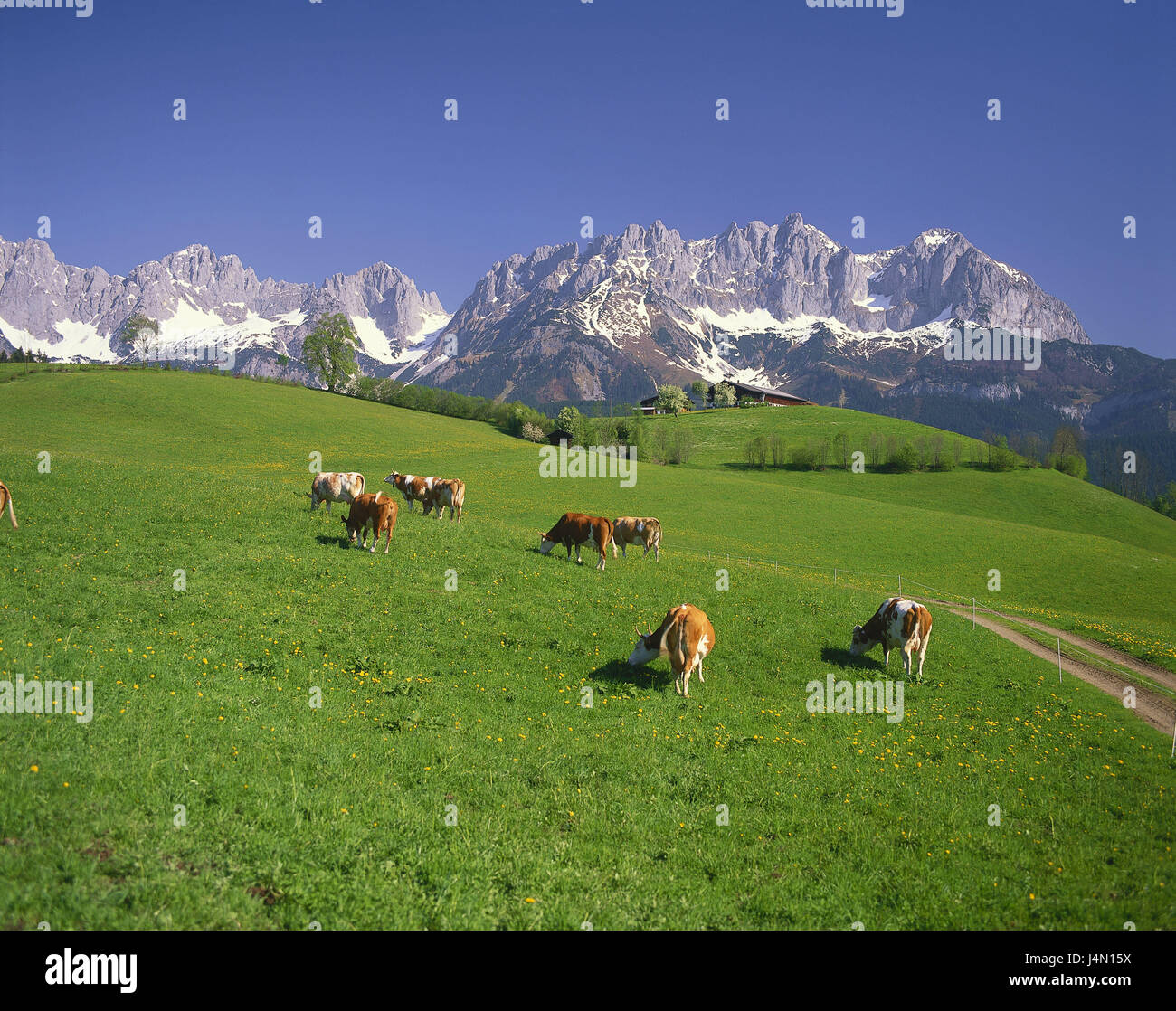 Austria, Tyrol, Kitzbuehel, Wilder Kaiser, Ellmauer stop, pasture, cows, Simmentaler cortexes, alps, Kaisergebirge, agriculture, meadow, animals, cattle breeding, keeping of pets, cow's focuses, scenery, rurally, summer, outside, deserted, sky, blue, cloudless, Stock Photo