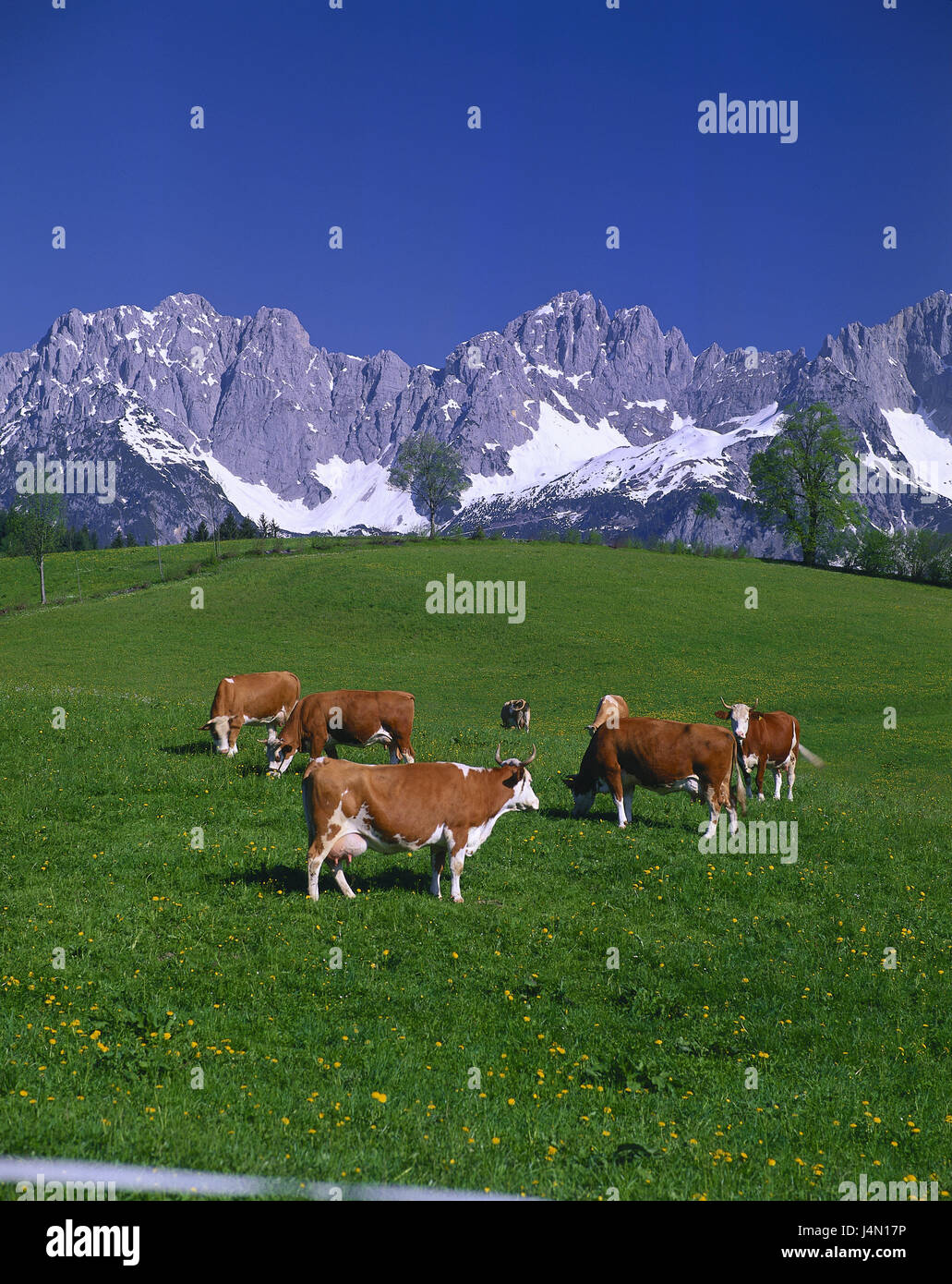 Austria, Tyrol, Kitzbuehel, Wilder Kaiser, Ellmauer stop, pasture, cows, Simmentaler cortexes, alps, Kaisergebirge, agriculture, meadow, animals, cattle breeding, keeping of pets, cow's focuses, scenery, rurally, summer, outside, deserted, sky, blue, cloudless, Stock Photo
