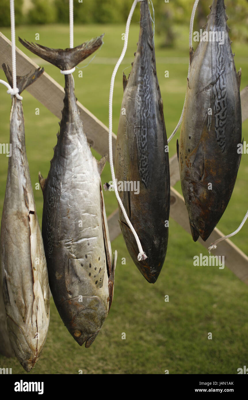 Fish, strings, hang, animals, sea fish, benefit animals, eatable, Food, nutrition, healthy, fishing, hobby, yield, four, suspended, catch, food fish, Stock Photo