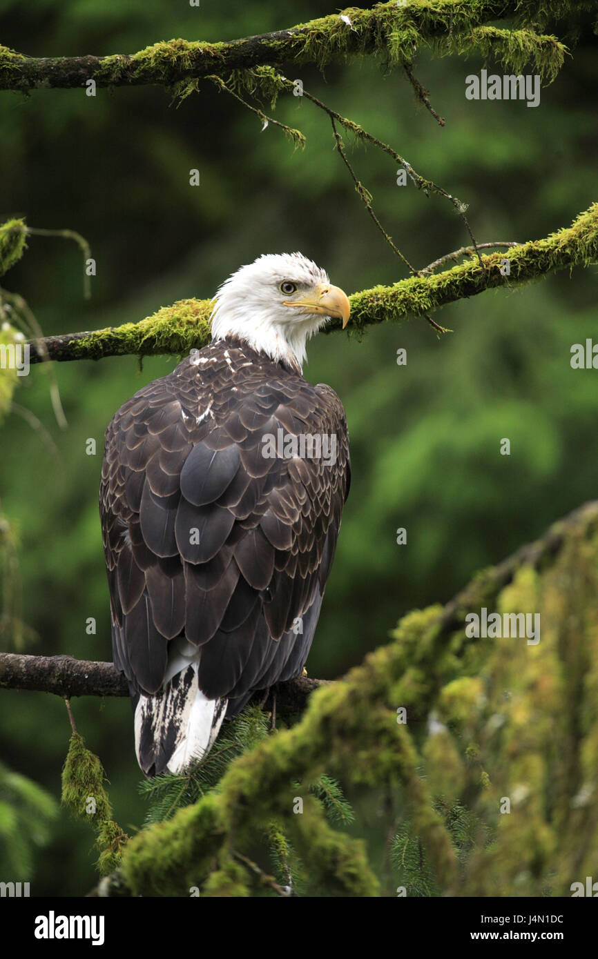The USA, Alaska, Kupreanof Iceland, wood, branch, white head lake eagle ...
