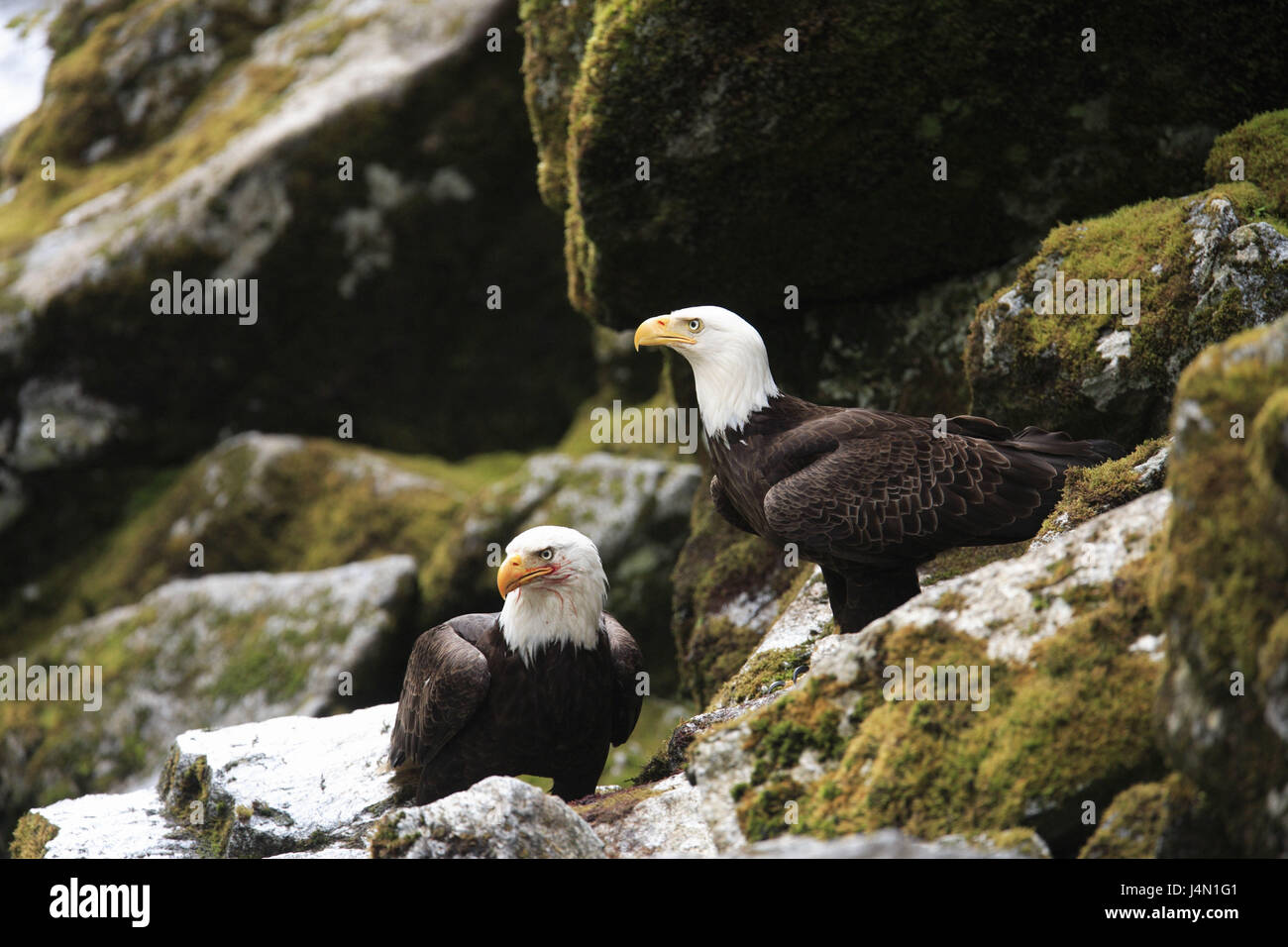 The USA, Alaska, Anan Creek, rock, white head lake eagle Stock Photo ...