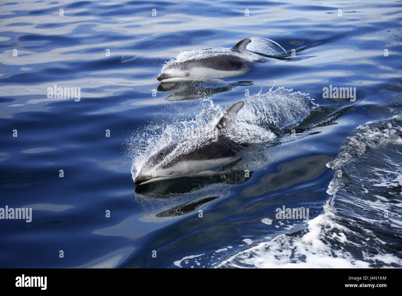 Canada, British Columbia, Johnstone Strait, Pacific white film dolphins, swim, sea, Stock Photo